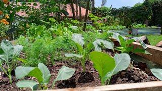 A Tour Of The Raised Bed Gardens # Urban Farming In Uganda