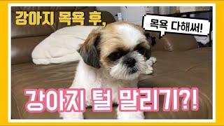 [시츄둘리] 목욕 후 털 말리기 할때 둘리!- 강아지 목욕, 강아지 드라이, 강아지 미용, 브이로그, dog, puppy, shihtzu, shower, dry