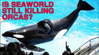 10 Years Since BLACKFISH, Is SeaWorld Still Bad?