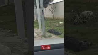 street dogs relax#dog#doglover #viral #alborginaltv