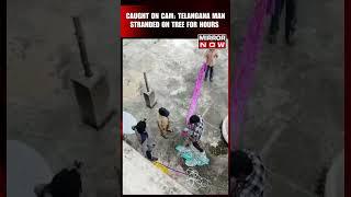 Telangana Floods: Man Washed Away, Then Stranded on Tree For Hours Amid Flood | Viral Video