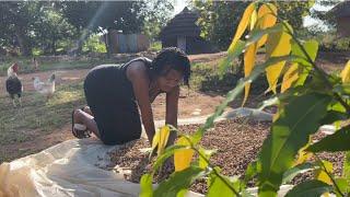 African village girl’s morning routine during harvest season