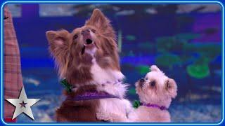 Dancing dogs The Trickstars bring a performance as SWEET as candy! | Semi-Finals | BGT 2024