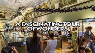 Natural History Museum Vienna: A Fascinating Tour of Wonders