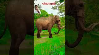 Jungle safari me aa gya sher kismat se bache charo # publicreaction # shorts # greenscreen