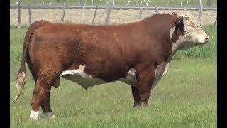 2018 Chandler Herefords Private Treaty Performance Bull Sale