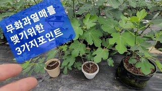 무화과나무에열매를맺기위한3가지포인트(무화과열매가안달리는이유, 무화과나무열매달기,무화과나무키우기,무화과열매맺기)