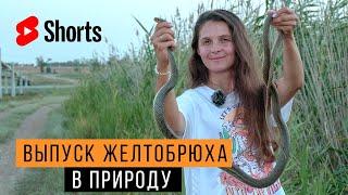 Выпускаем гигантского желтобрюха! / Змеелов - ученый