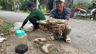 Bắt Tổ Ông Vò Vẽ Đóng Trên Đọt Cây Bạch Đàn Với 5 Tầng Chứa Nhiều Con Nhộng Sữa.Góc Làng Quê#1289