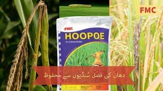 Hoopoe FMC | Cartape Insecticide for leaf folder and borers in rice crop | full review | Kissan Ghar