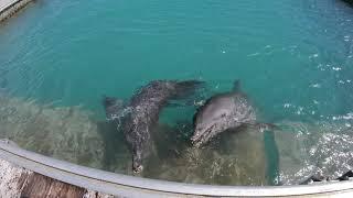 Dolphins of Punta Cana at Dolphin Island Bavaro Beach Dominican Republic | GoPro HD