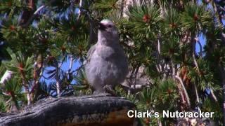 Birds of the Yosemite High Country