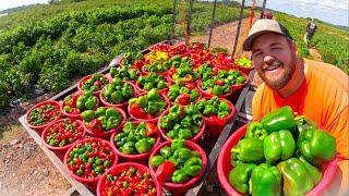 Adding something HUGE to our Harvest