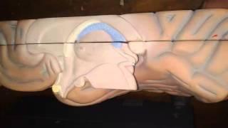 Neuroanatomy - Plastic Samples - Dr. Ayman Abdallah.mp4
