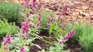 Vegetable Garden