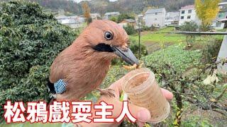 How high is the IQ of the jay? The red-billed blue magpie is playing around  and the owner who rais