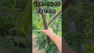 자두나무 목을 조이면 이렇게 ~?