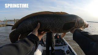 Giant Springtime Potomac River Northern Snakeheads