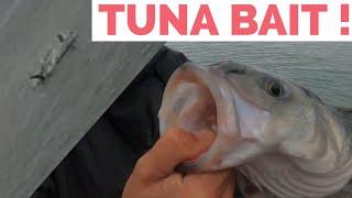 Lure fishing for Bass | Devon Tuna