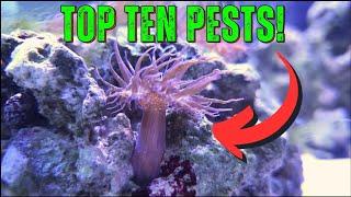 10 pests that will F*ck up your Saltwater Aquarium