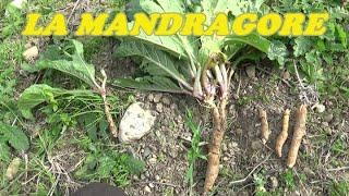 LA MANDRAGORE