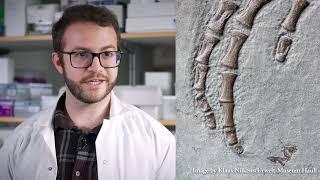 Soft tissue from a 183 Million-Year-Old Jurassic Plesiosaur analysed