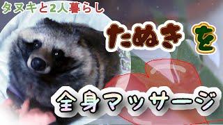 【タヌキと二人暮らし】タヌキを全身ブラッシングする　(I give Tanuki a body massage.)