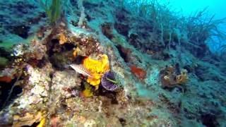 Diving Kassandra, Chalkidiki, Greece, May 2016