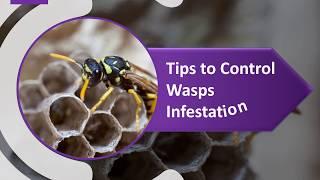 How to Get Rid of Paper Wasps