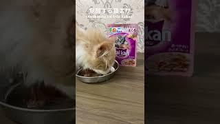 Amazonで購入️覚醒する猫エサ (Awakening cat food purchased on Amazon)#猫 #子猫 #shorts