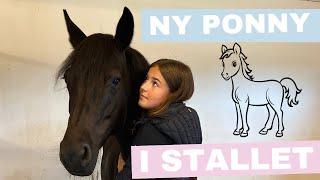 Hämtar hem en ny ponny, vilken resa vi har framför oss - VLOGG