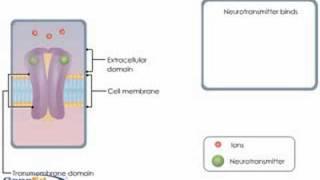 Ion Channel Coupled Receptors