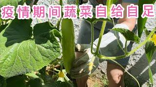 （园艺篇72）老何种花的技巧也可以搞定种菜！说说我种菜的浇水观和土地！