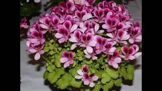 Моя любимая пеларгония!  Танцуют все!  My favorite Pelargonium!Everybody dance!