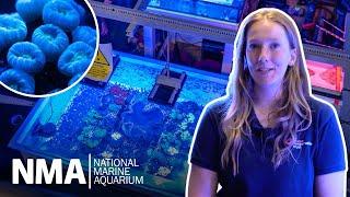 Inside our Coral Lab | National Marine Aquarium