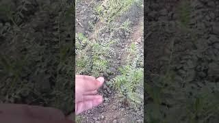 Homegrown grams | Growing healthy food #urban homestead #modern homestead #garden answer