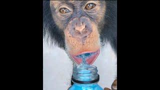 MONKEYS LOVE POWERADE ! 