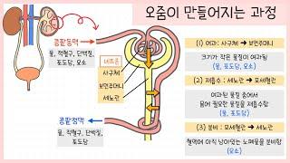 [중2 동물과 에너지] 4강. 배설계 정리하기! 함께 필기해요┃여과┃재흡수┃분비