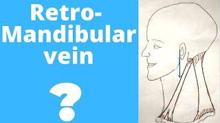 Retromandibular vein | Formation , course and Termination | retromandibular vein anatomy |