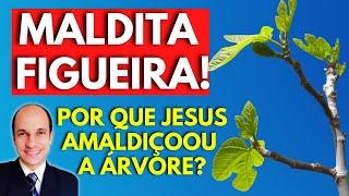 FIGUEIRA SEM FRUTOS: Por que Jesus amaldiçoou a Árvore? Quais os significados (ESTUDO COMPLETO)