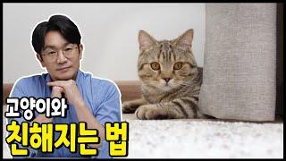 고양이와 친해지는 방법 총정리. 소심한 고양이와 친해지기. 고양이와 스킨쉽방법. 소심한 고양이의 사냥놀이법