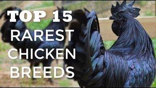 Top 15 Rarest Chicken Breeds In The World | Kids Poultry