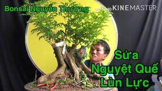 Chia Sẽ Cách Sửa Bonsai Nguyệt Quế  ! Và Những Điều Cần Lưu Ý.