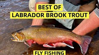 Best of Labrador Dry Fly Brook Trout Fishing | Compilation