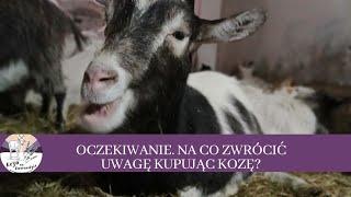 Oczekiwanie. Chcesz mieć kozę - przygotuj się!