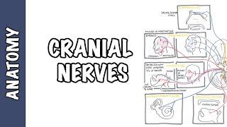 Anatomy - Cranial Nerves Overview