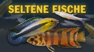 Unsere seltenen Fische: Spritzsalmler, Apistogramma, Buschfische, Badis und andere Raritäten