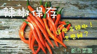 【都市菜園】（cc字幕）過多的辣椒如何保存？兩種簡單易做的方法（cc ）How to Preserve Chili? Two simple and easy methods