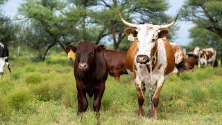 Crossbreeding Sussex with Nguni Cattle