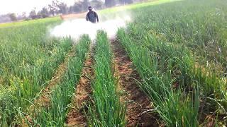 HIGH pressure pump, Agriculture Sprayer | ONION PRODUCTION